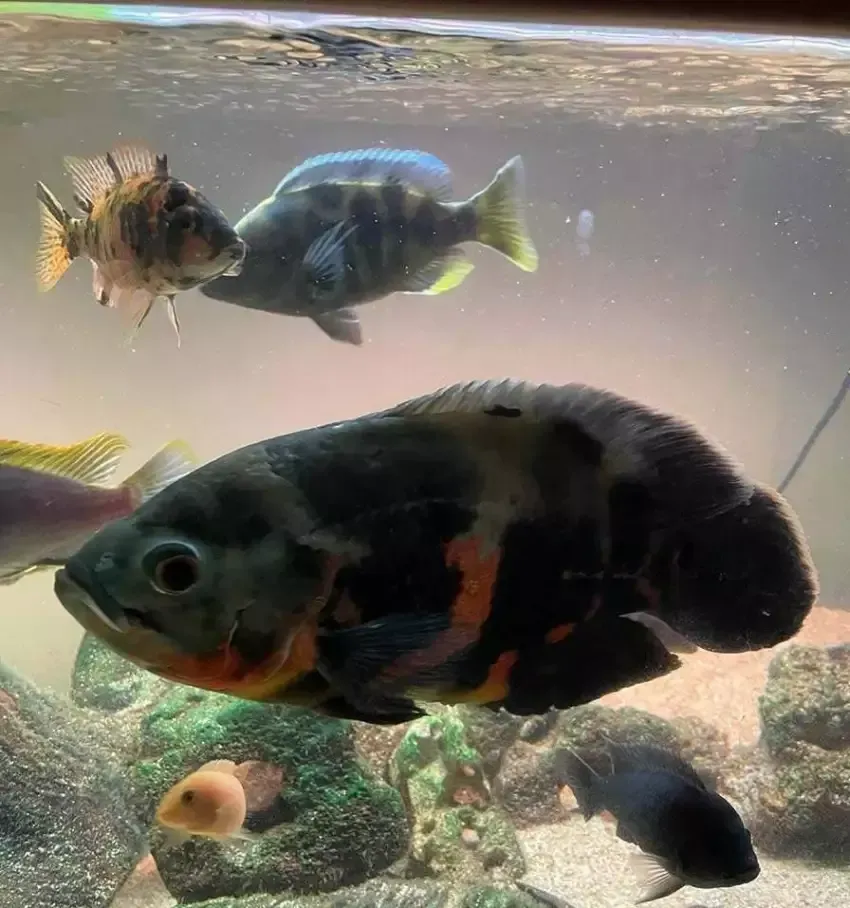 poissons-douce