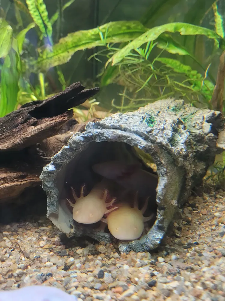 entretien-aquarium