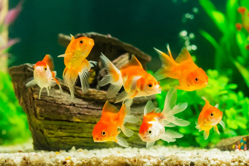 poissons-eau-douce