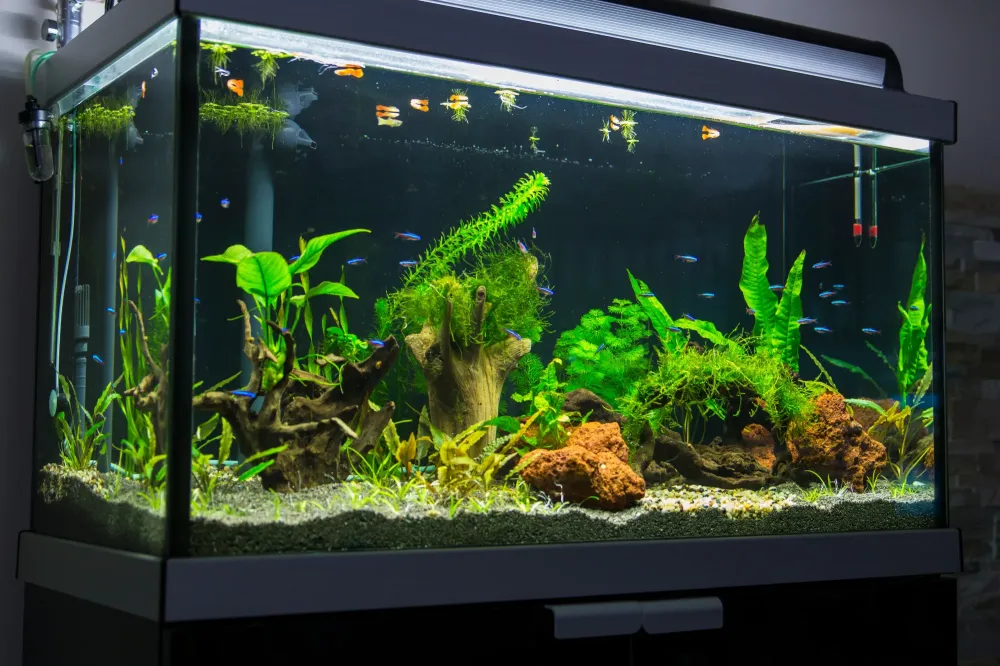 Aquarium sur-mesure à Beaufort-Orbagna