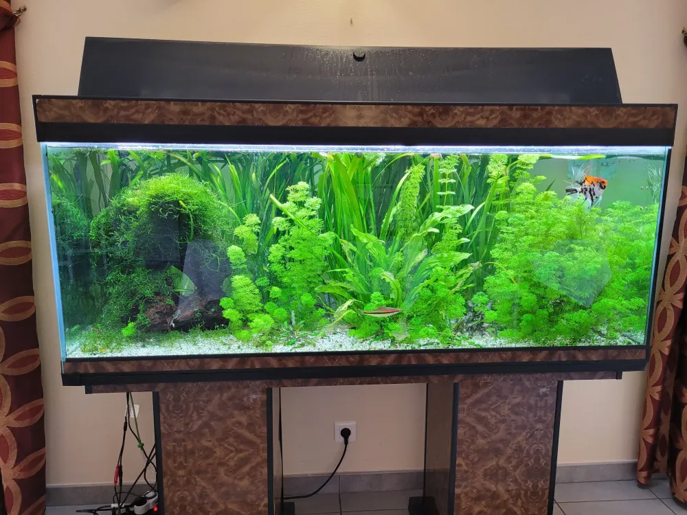 Entretien filtre aquarium à Beaufort-Orbagna