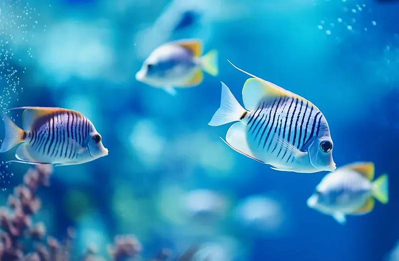 Poisson blanc rayures noires et nageoires jaunes